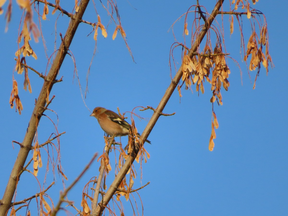 pěnkava obecná - ML644711014