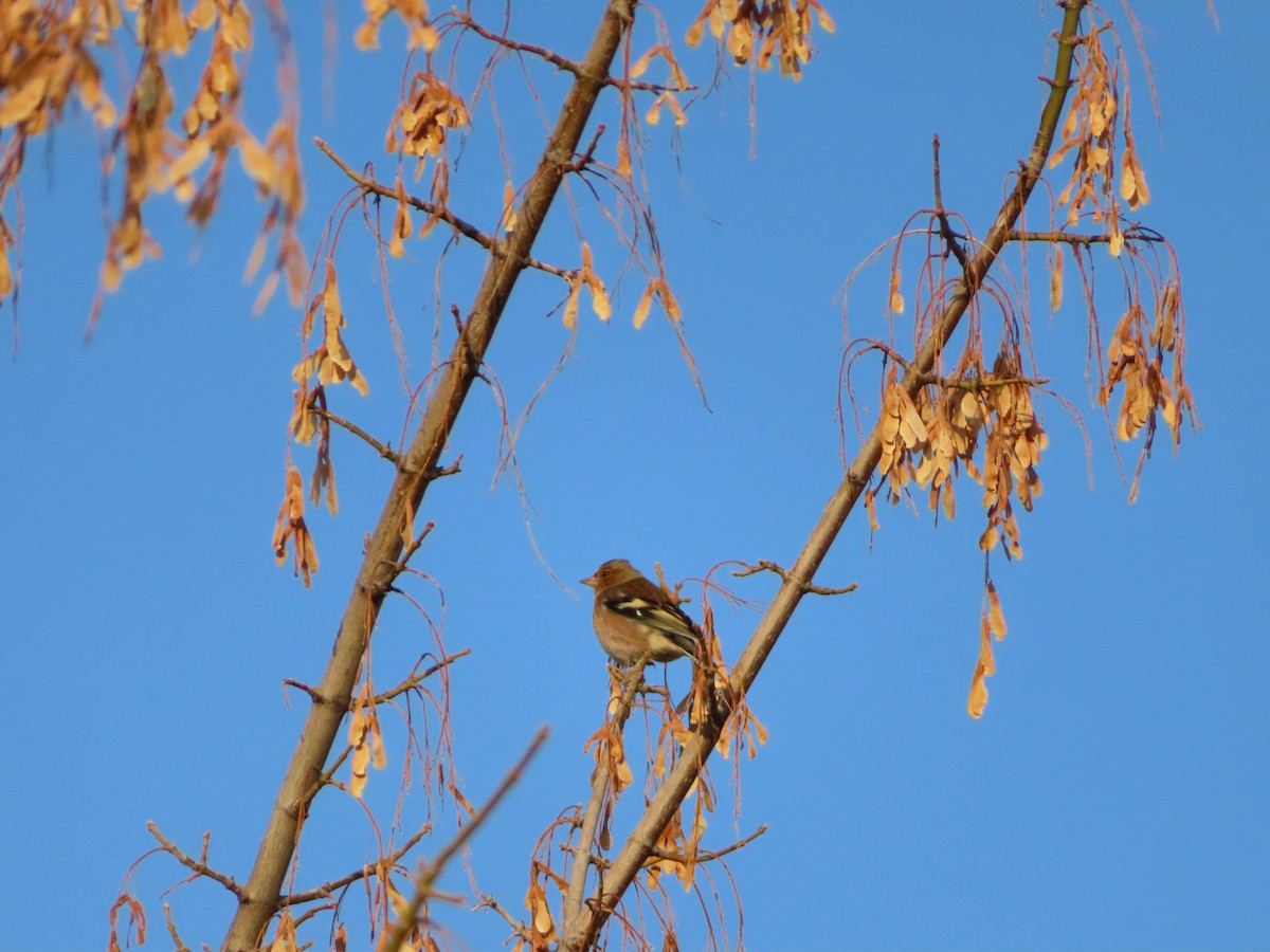 pěnkava obecná - ML644711015