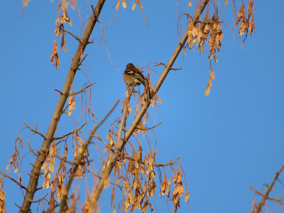 pěnkava obecná - ML644711016