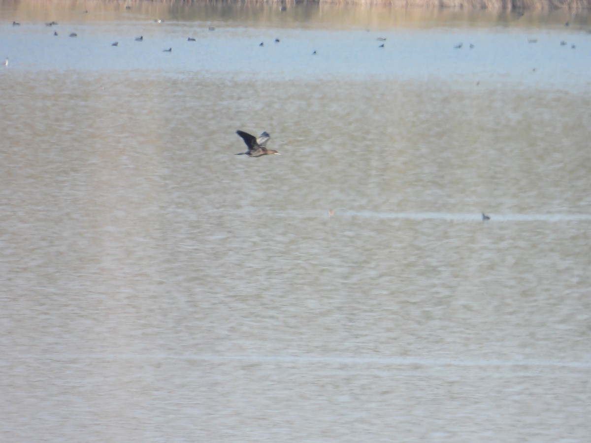 Pygmy Cormorant - ML644711018