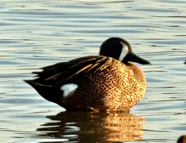 Blue-winged Teal - ML644711019