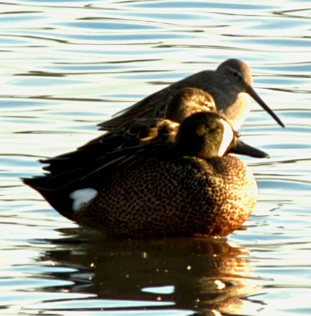 Blue-winged Teal - ML644711020