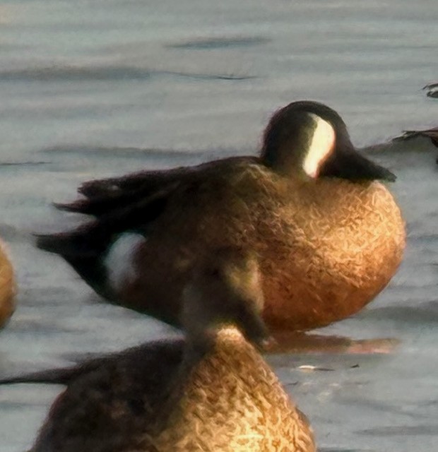 Blue-winged Teal - ML644711021