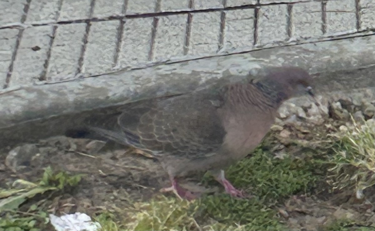 Темнохвостый голубь - ML644711024