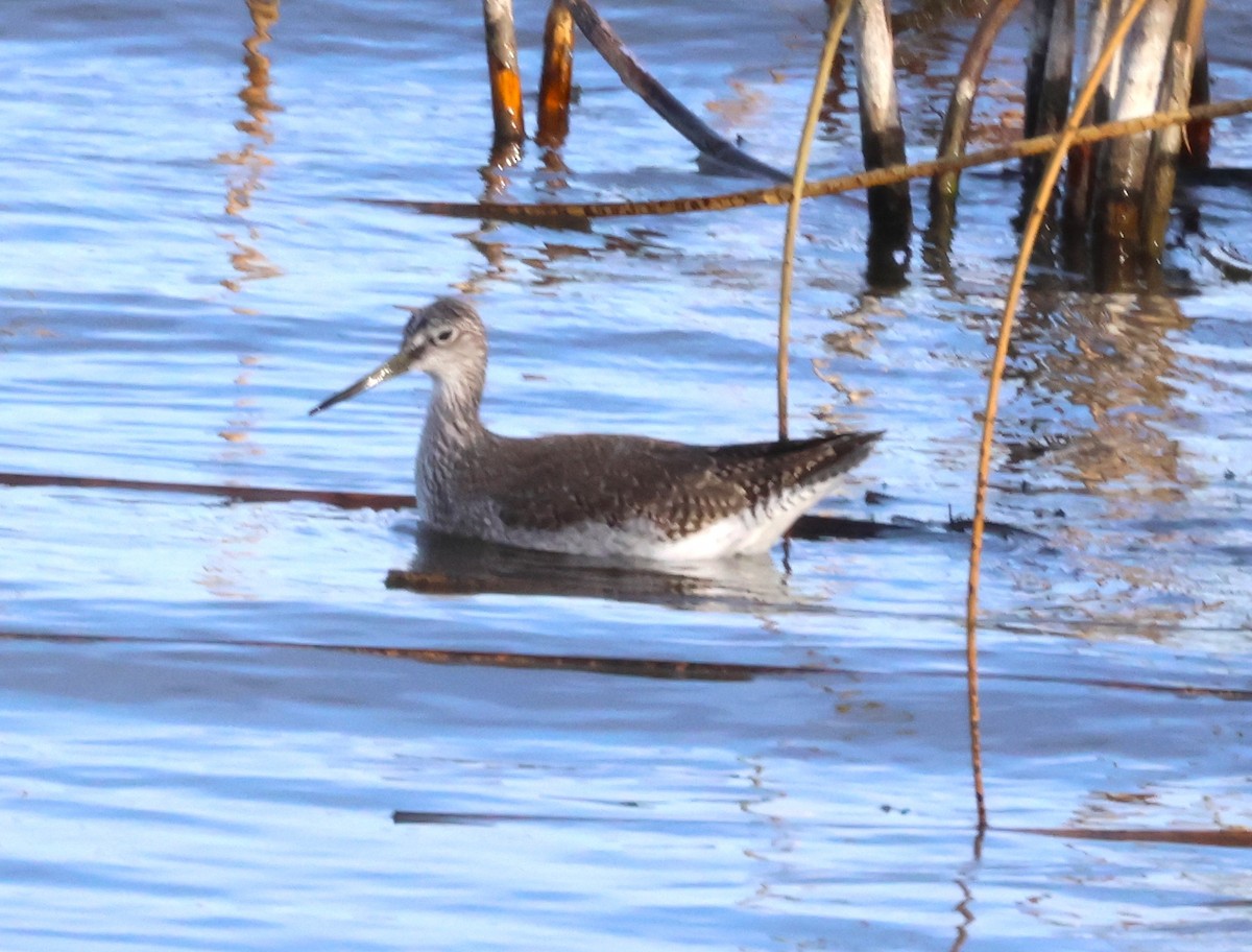 Tüpfelgelbschenkel - ML644711026