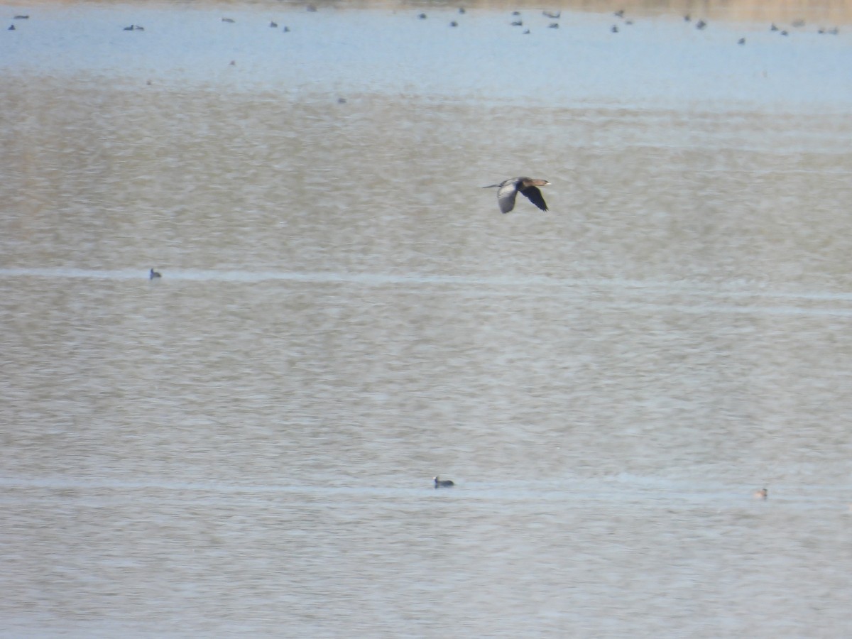 Pygmy Cormorant - ML644711027