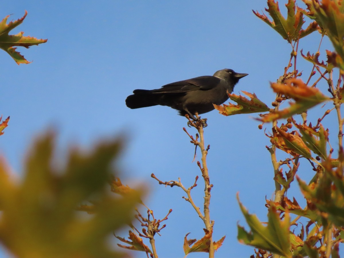 Eurasian Jackdaw - ML644711033