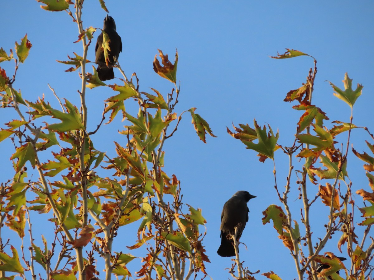 Eurasian Jackdaw - ML644711034