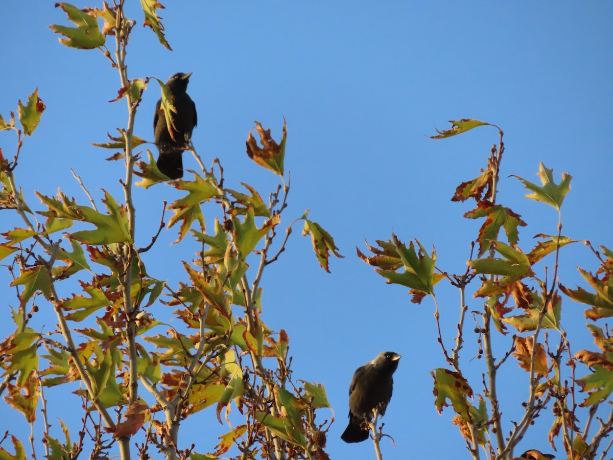 Eurasian Jackdaw - ML644711035