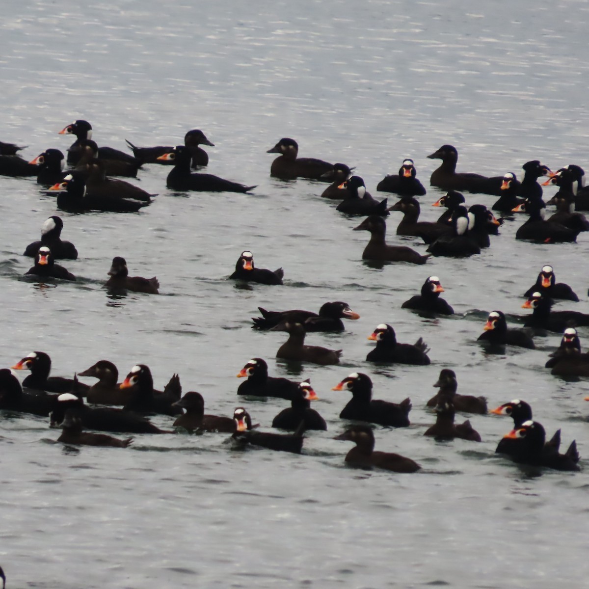 Surf Scoter - ML644711046