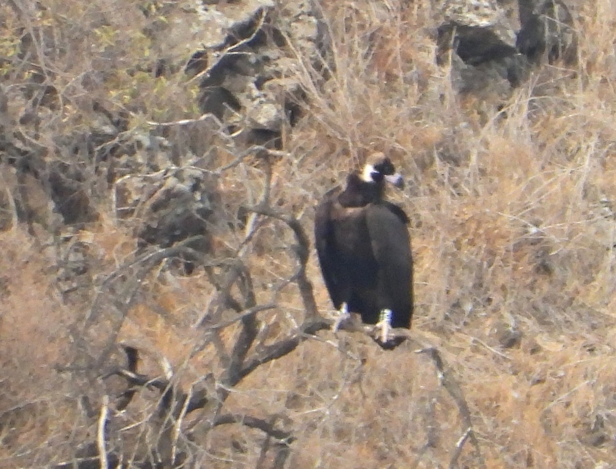 Cinereous Vulture - ML644711047