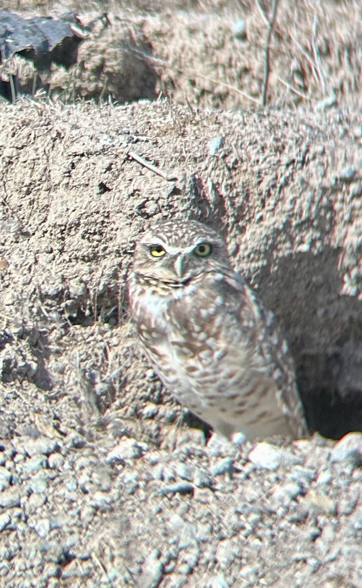 Кроличий сыч - ML644711058