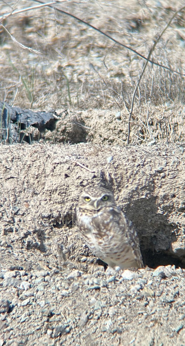 Кроличий сыч - ML644711059