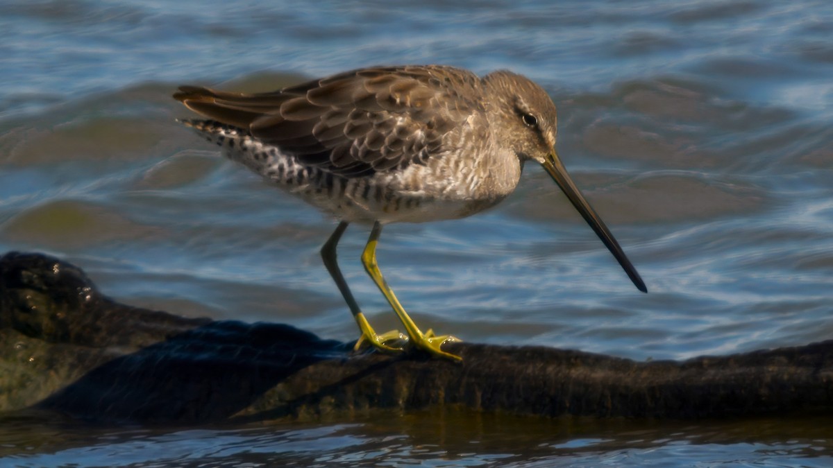 Long-billed Dowitcher - ML644711066