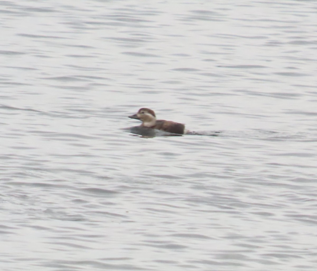 Long-tailed Duck - ML644711071