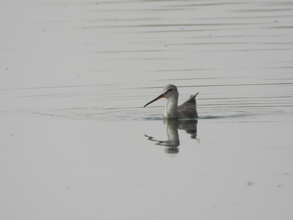 Spotted Redshank - ML644711072