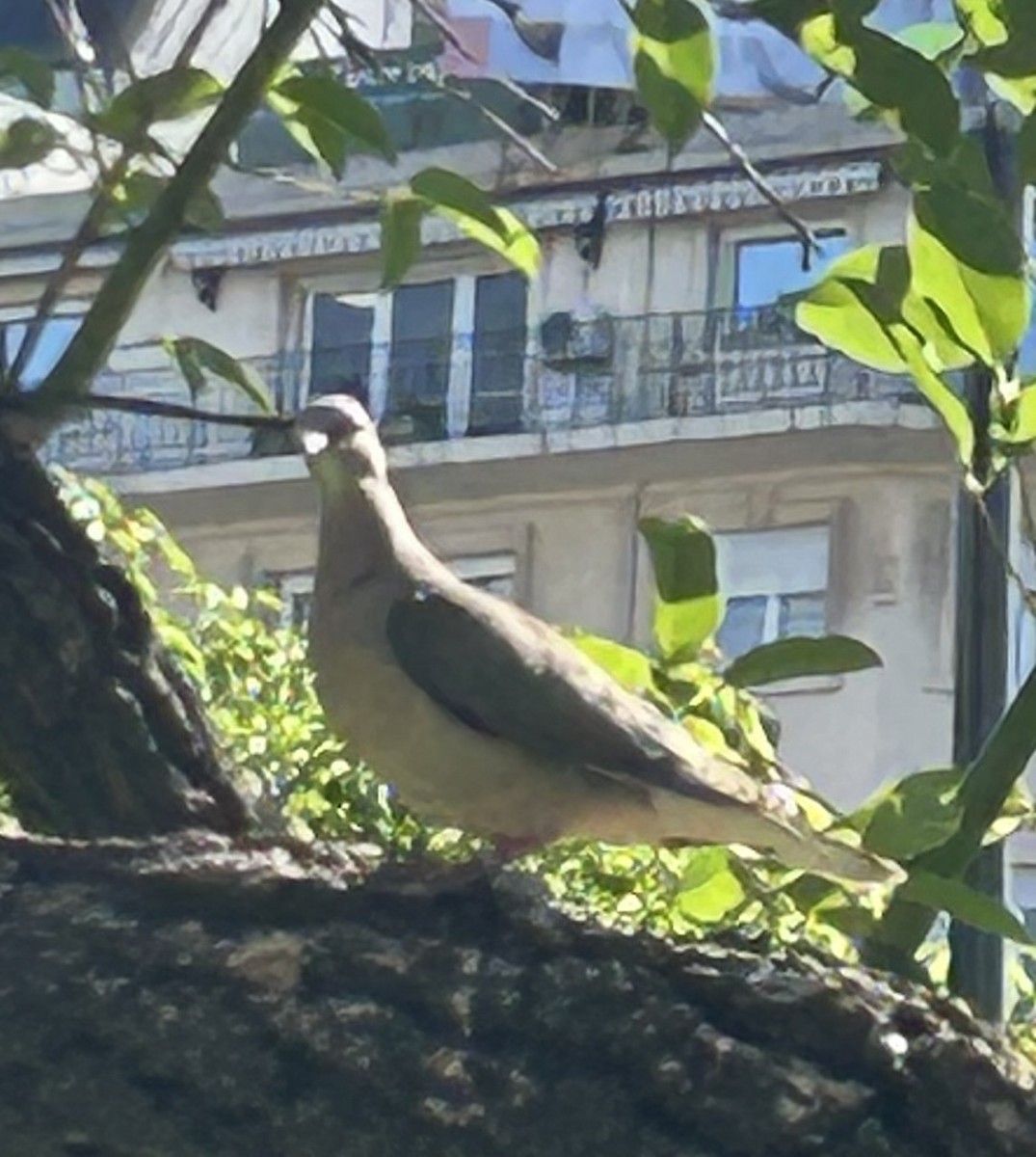 hrdlička černouchá - ML644711074