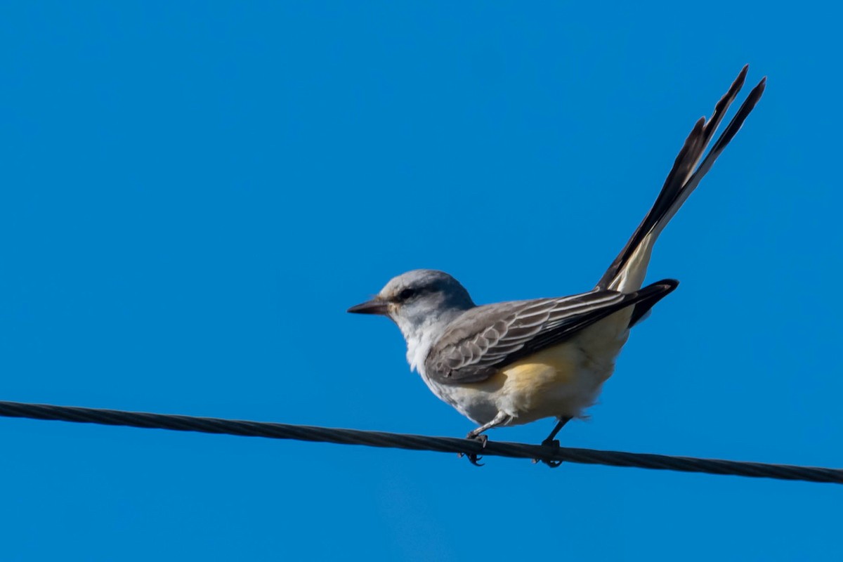 Tyran à longue queue - ML644711076