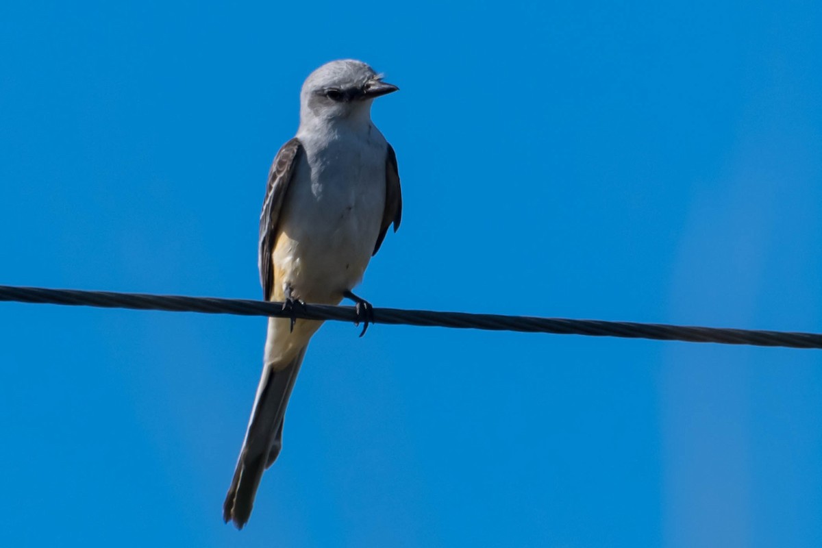 Tyran à longue queue - ML644711077
