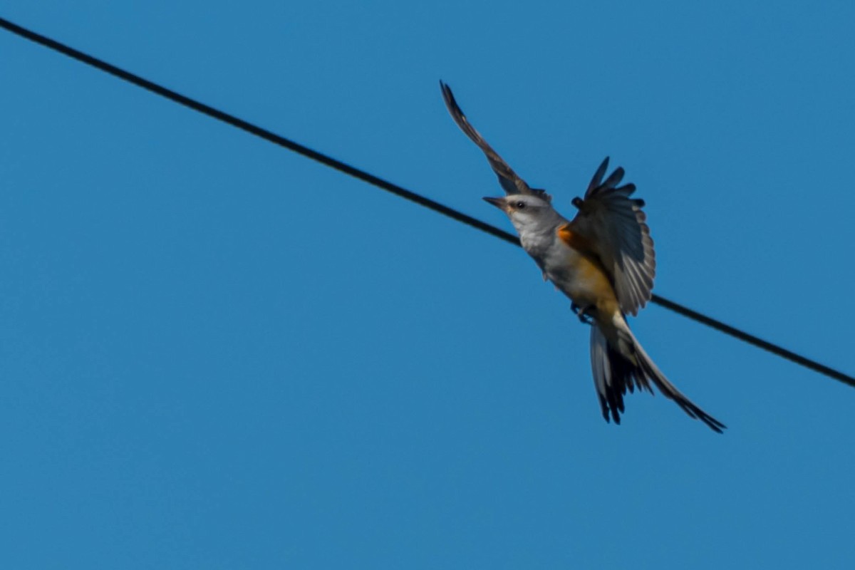 Tyran à longue queue - ML644711078