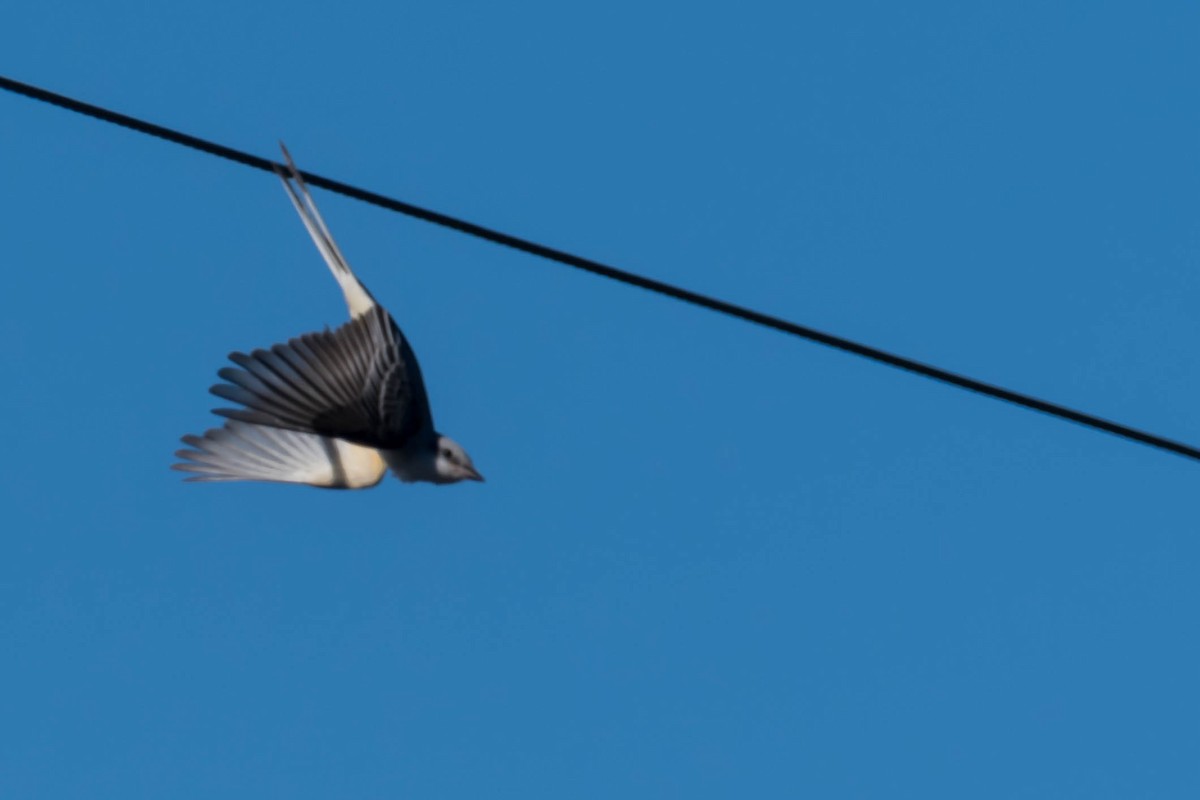 Tyran à longue queue - ML644711079