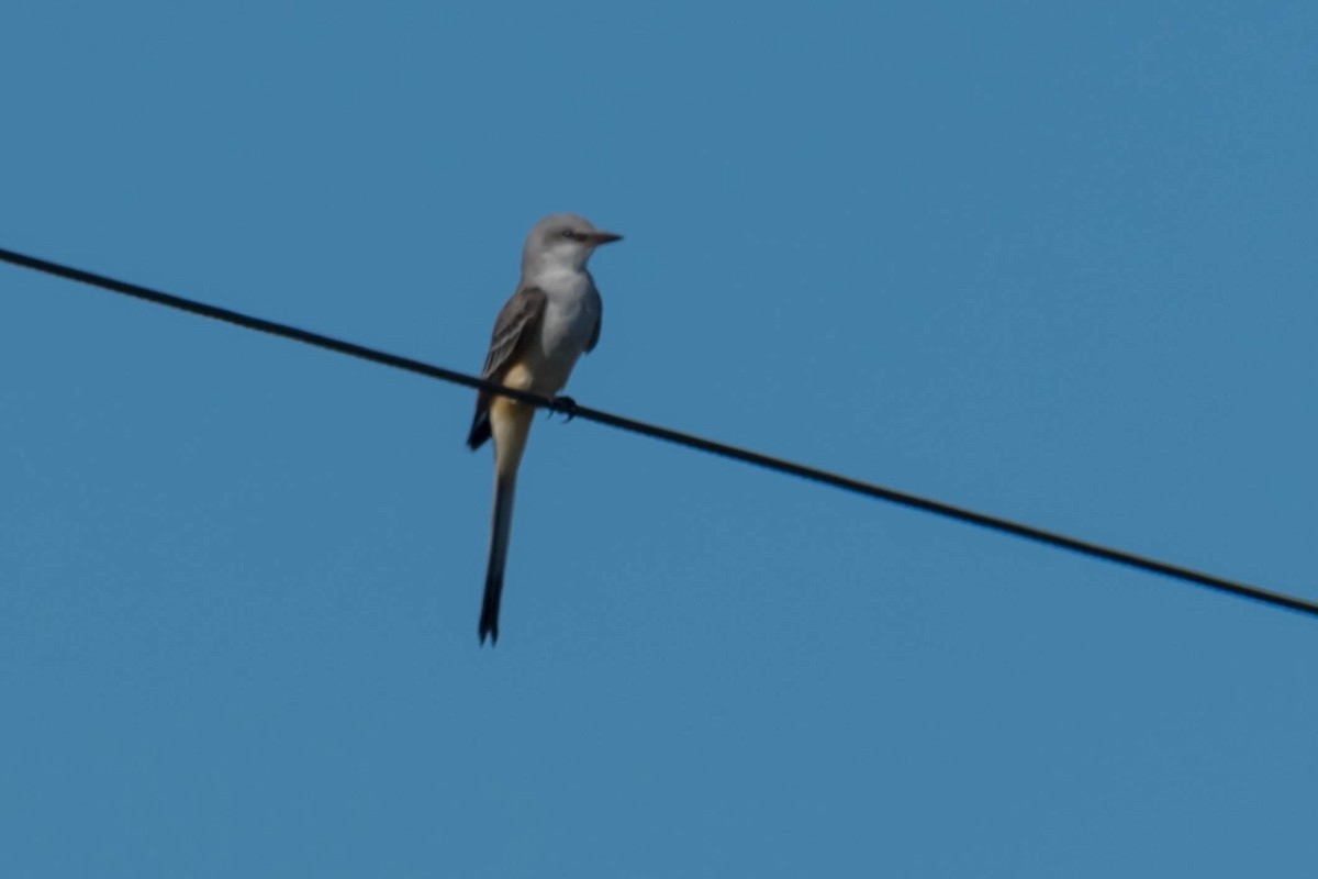 Tyran à longue queue - ML644711080