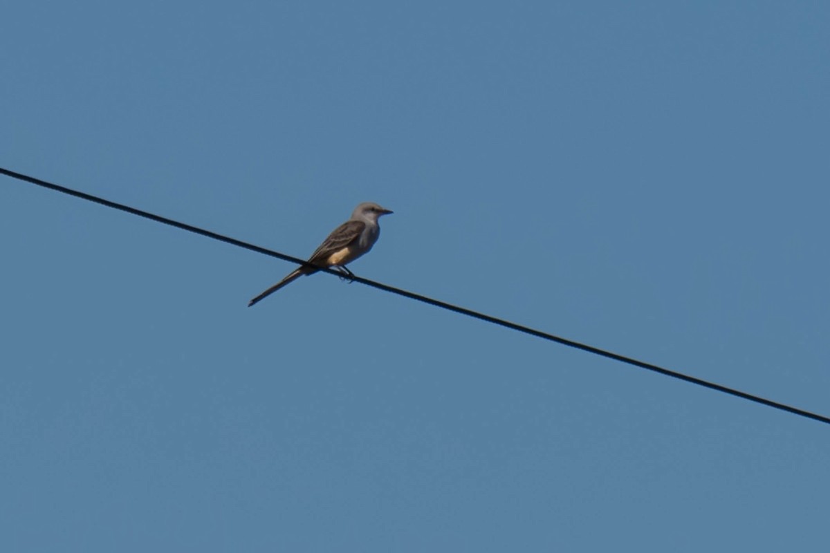 Tyran à longue queue - ML644711081