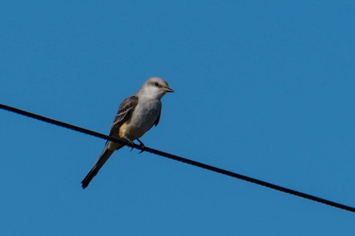 Tyran à longue queue - ML644711082