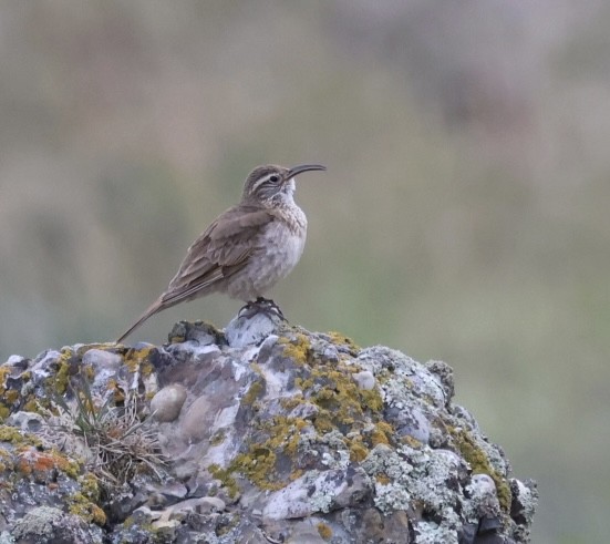 Scale-throated Earthcreeper - ML644711091