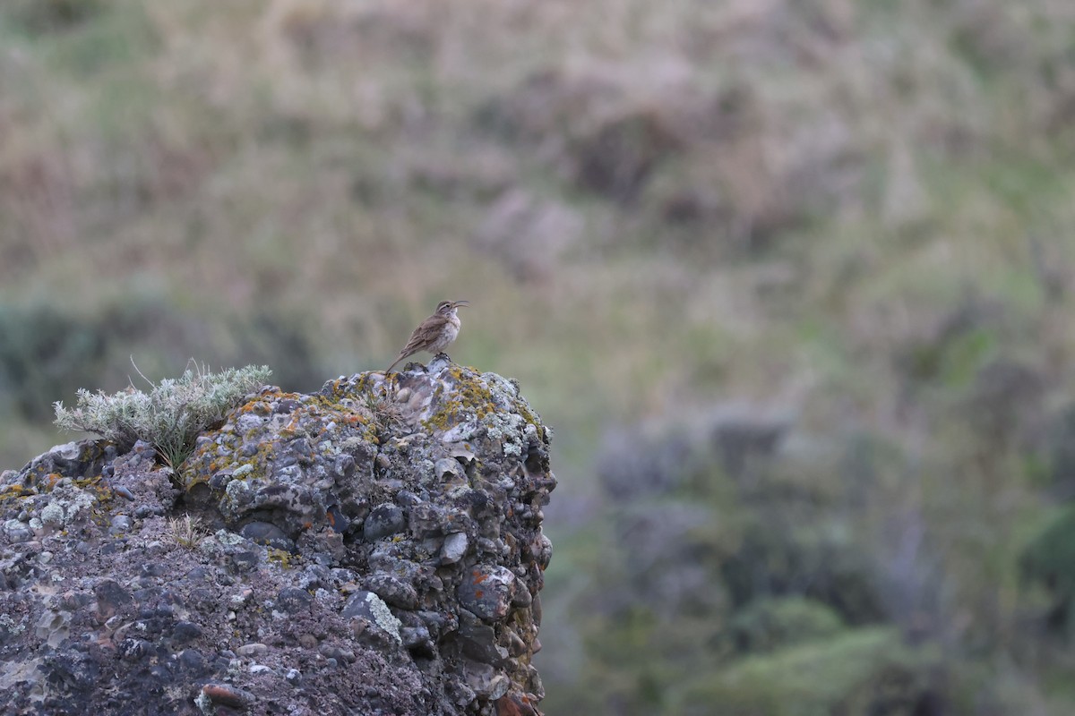 Scale-throated Earthcreeper - ML644711092