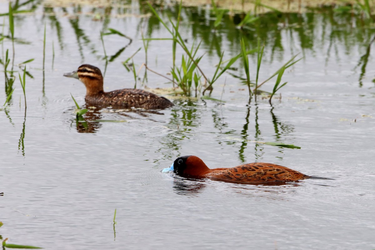 maskeand - ML644711098