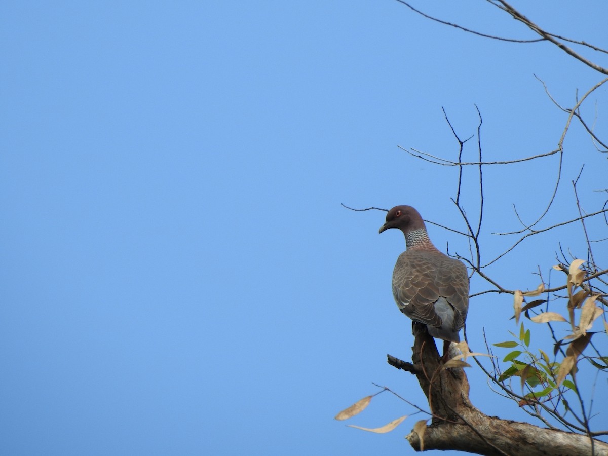 Темнохвостый голубь - ML644711130