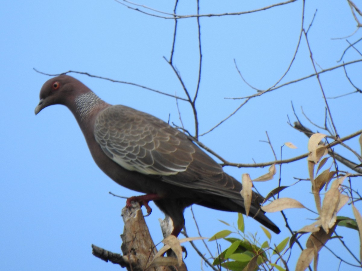 Темнохвостый голубь - ML644711131