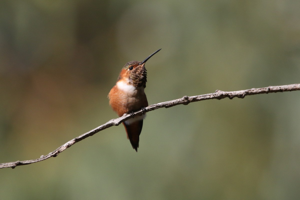 アレンハチドリ - ML644711145