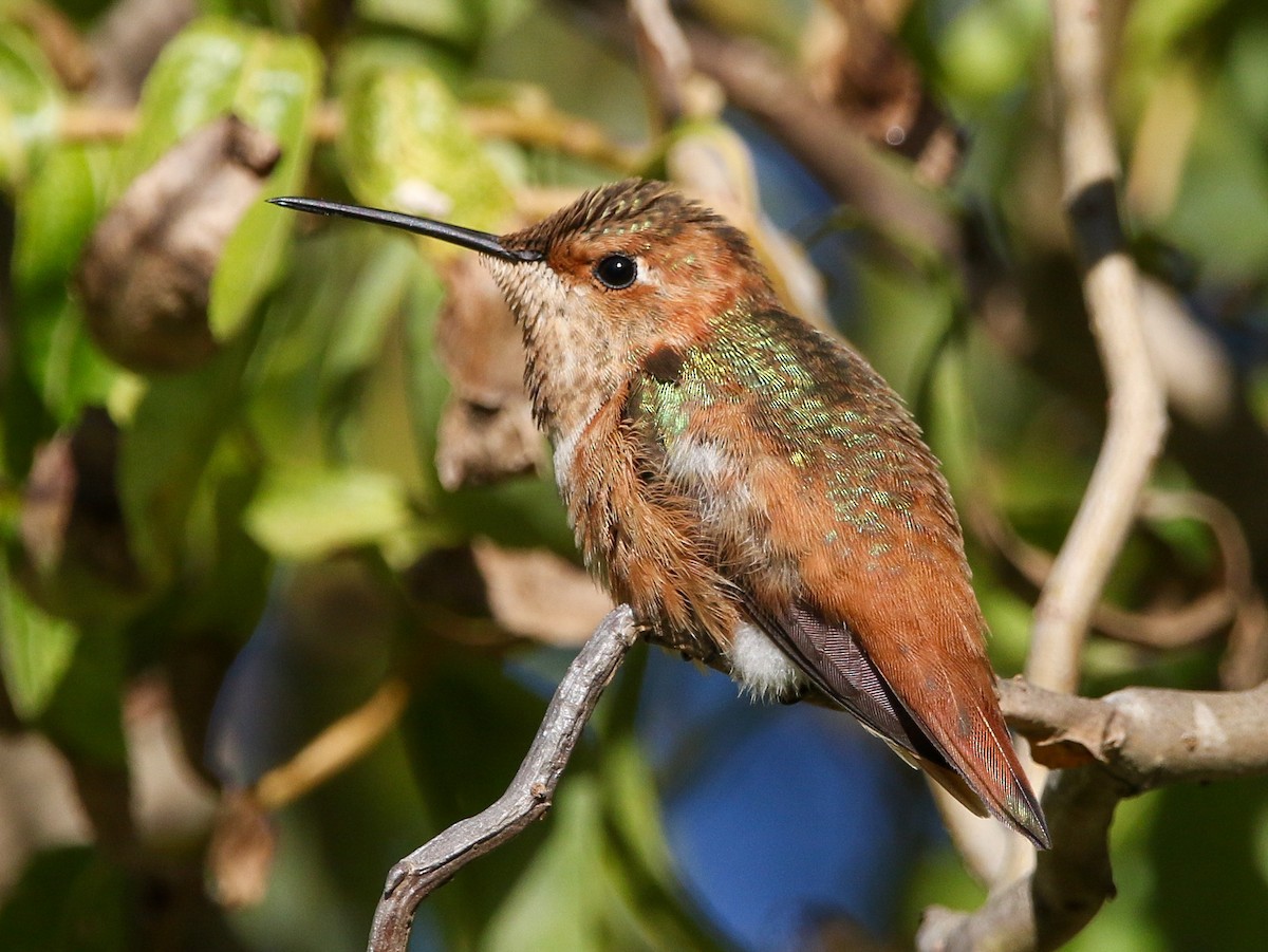 アレンハチドリ - ML644711146