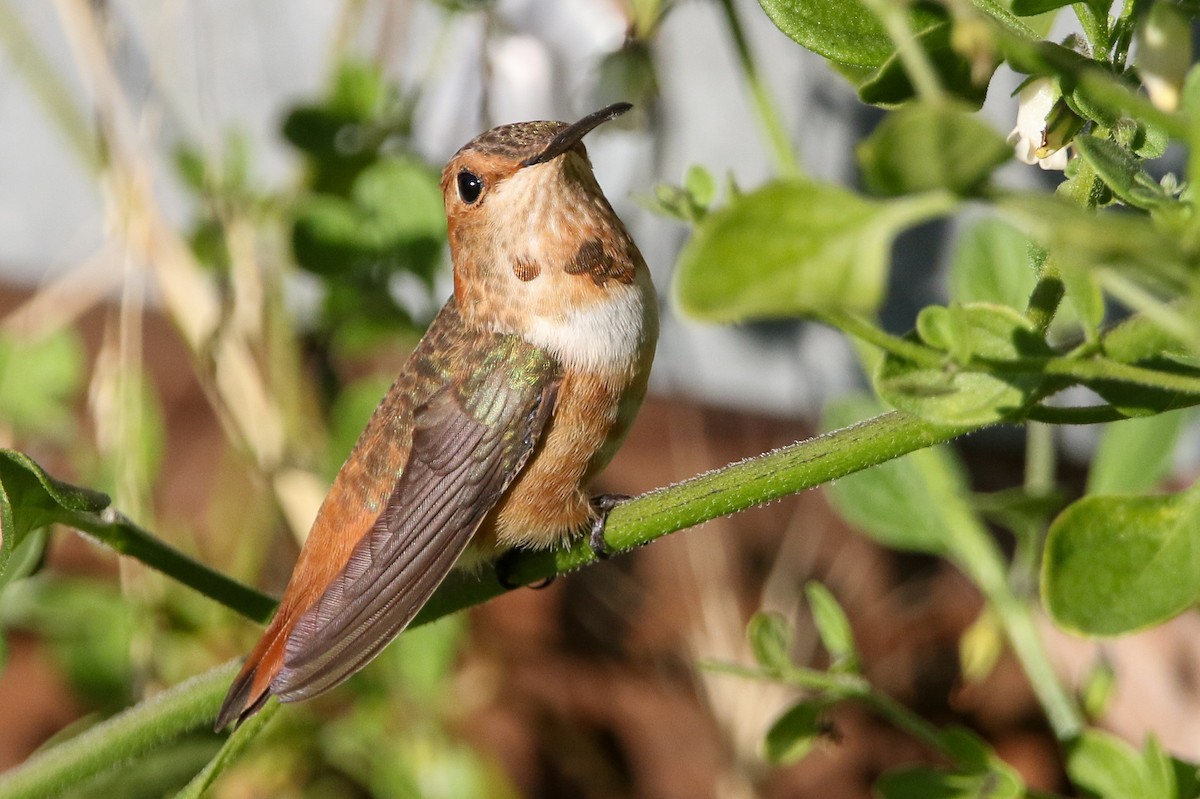 アレンハチドリ - ML644711147