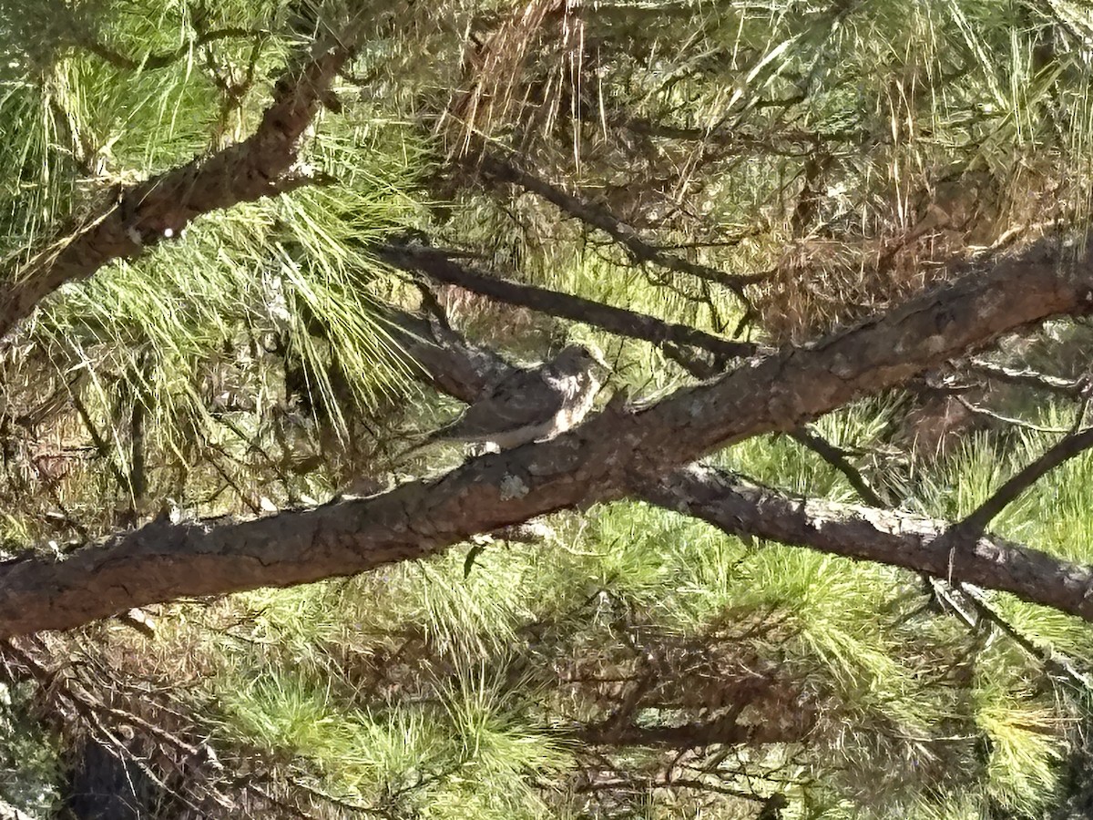 Mourning Dove - ML644711167