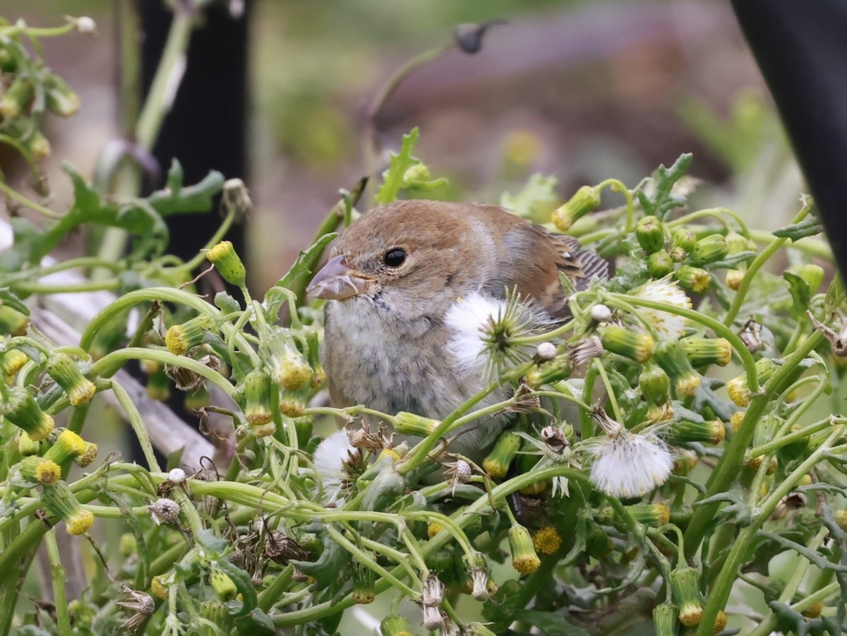 indigospurv - ML644711184