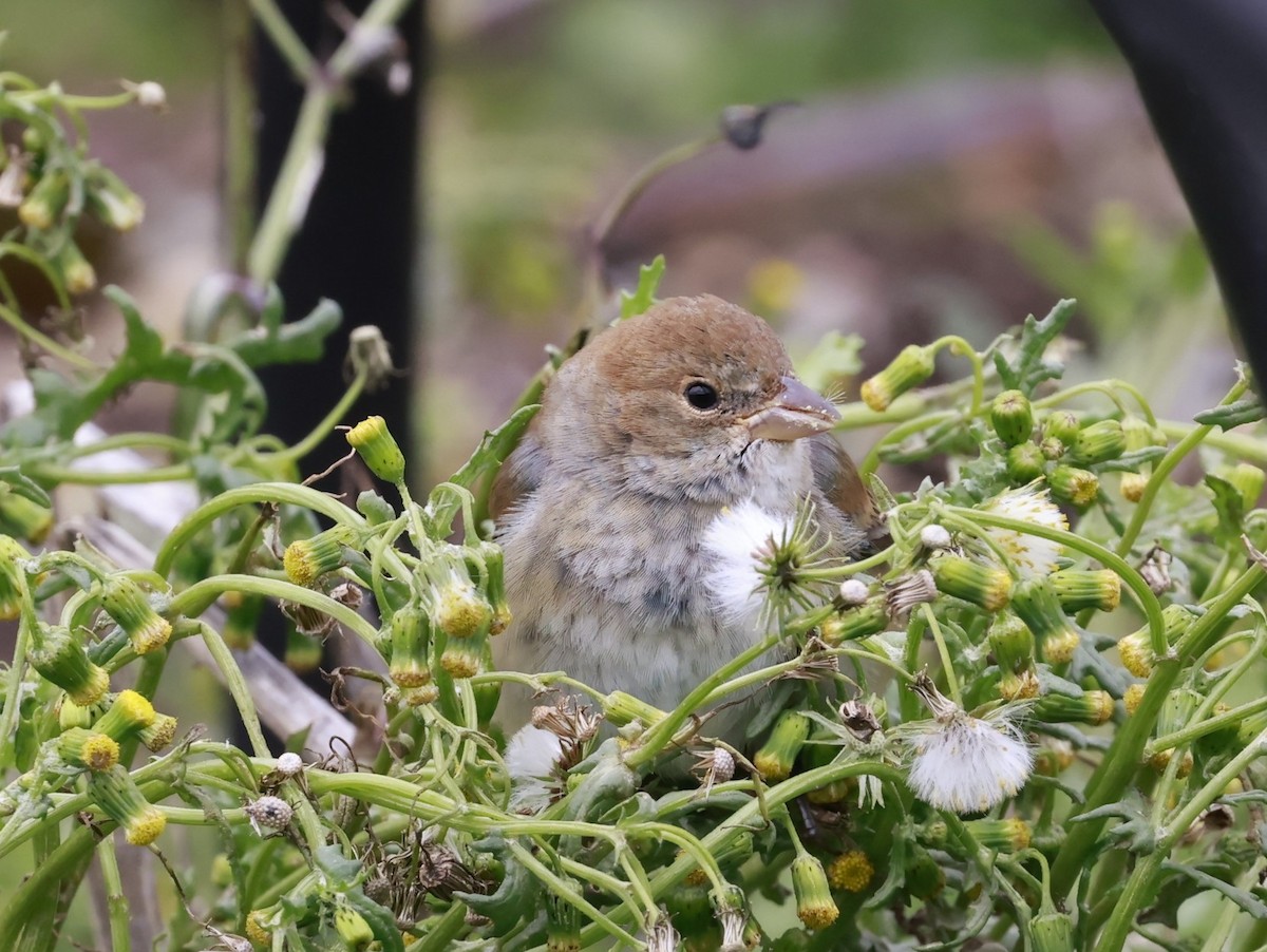 indigospurv - ML644711185