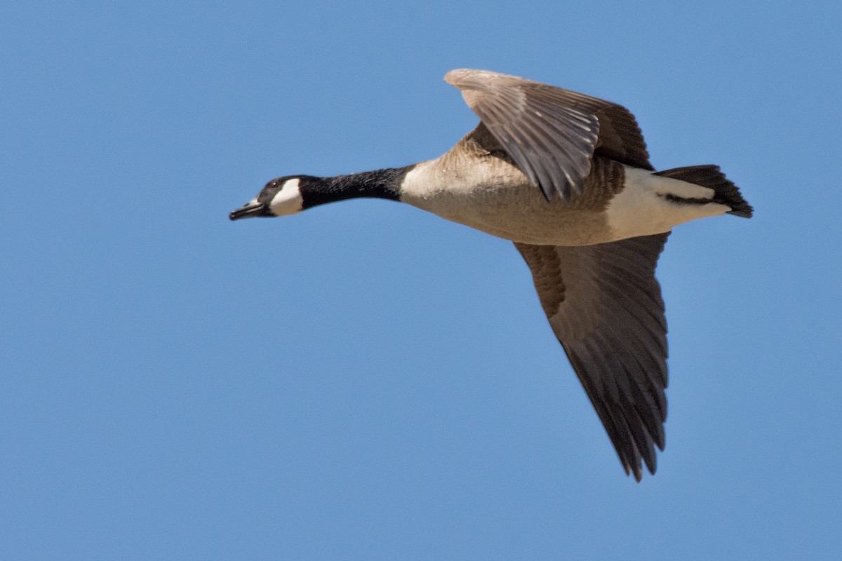 ברנטה קנדית - ML644711214