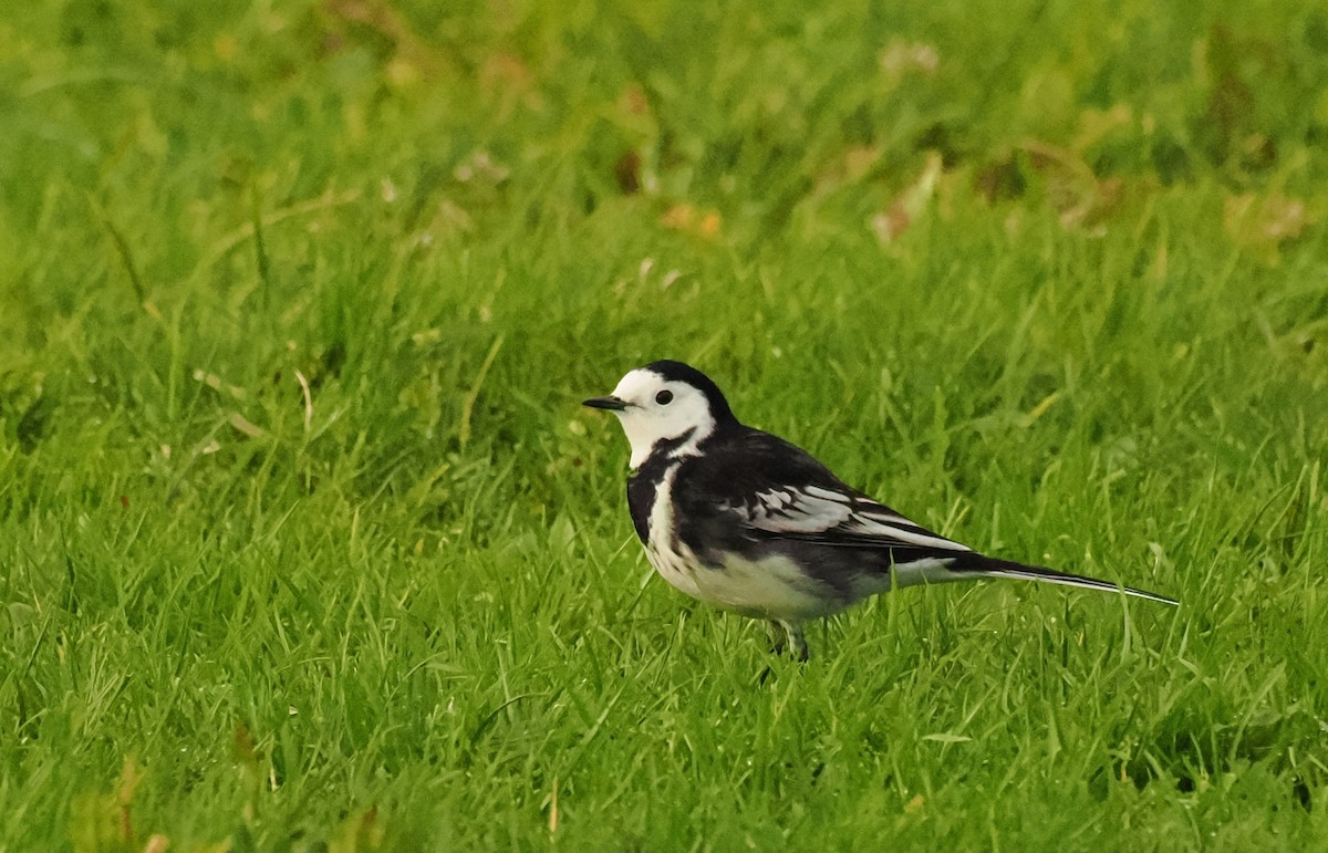 Lavandera Blanca (Enlutada) - ML644711231