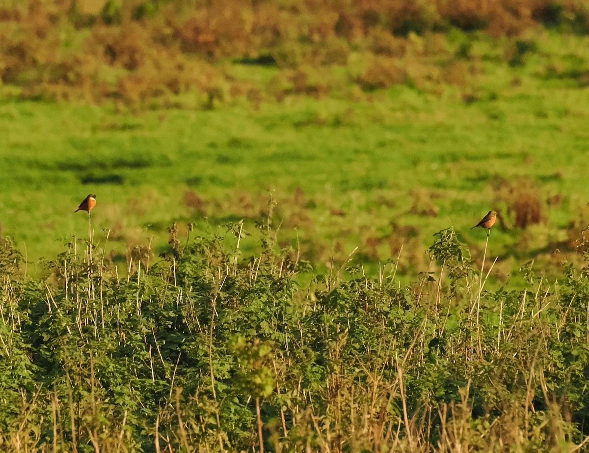 Taşkuşu - ML644711266