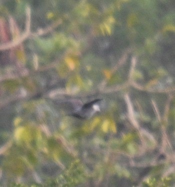 columbidé sp. - ML644711274