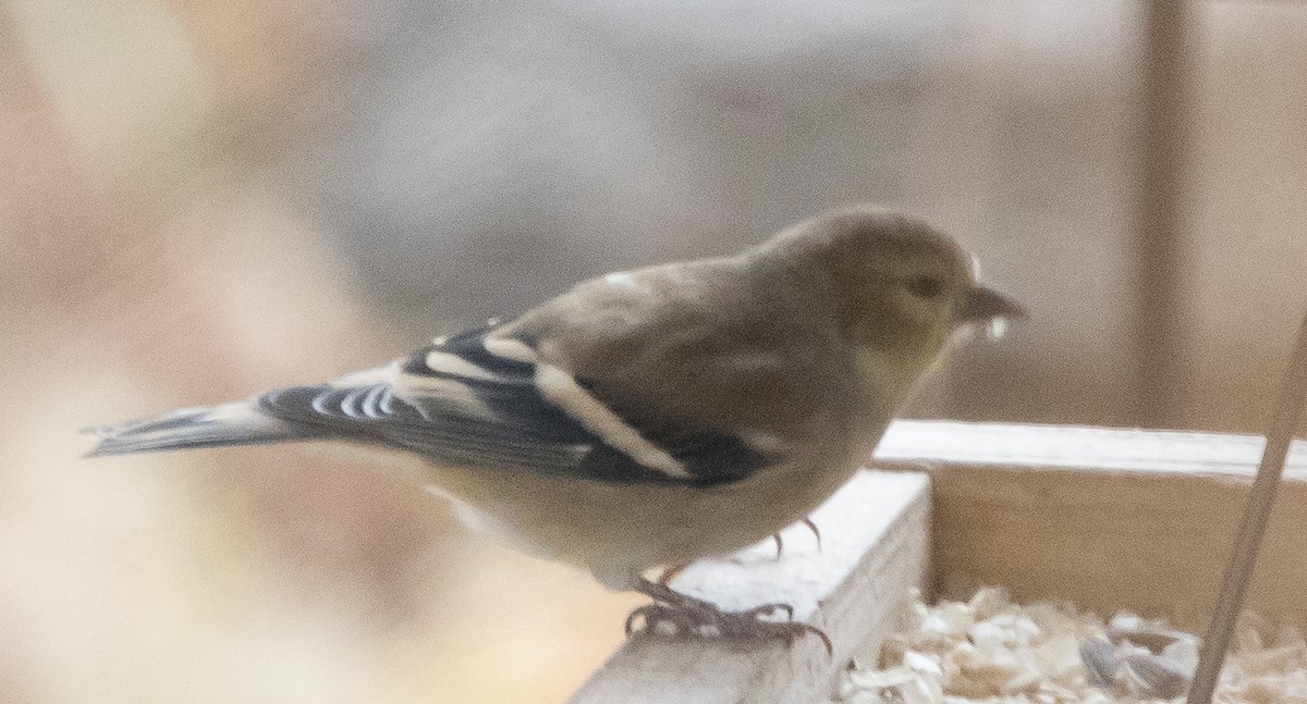 オウゴンヒワ - ML644711287