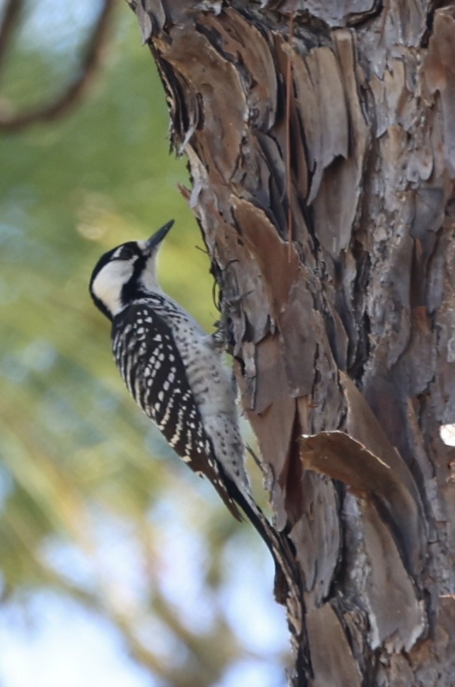 Red-cockaded Woodpecker - ML644711288