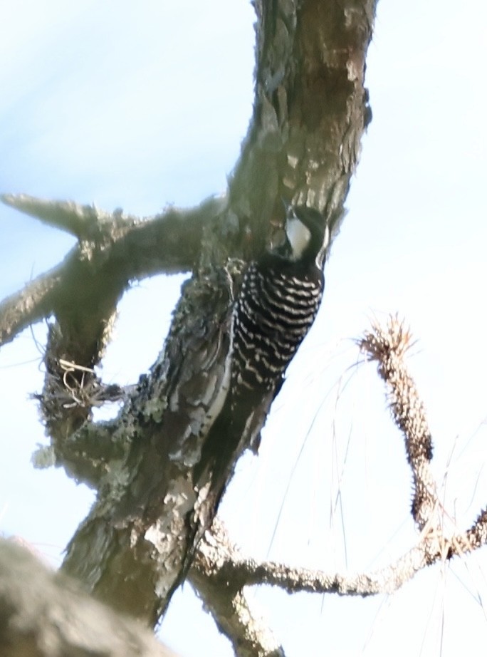 Red-cockaded Woodpecker - ML644711289