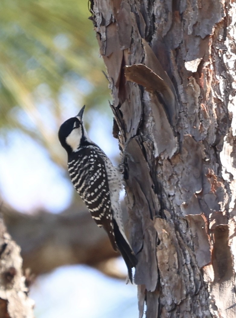 Red-cockaded Woodpecker - ML644711290