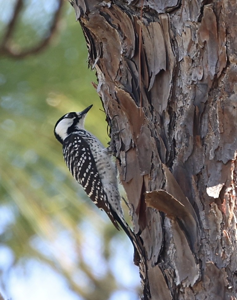 Red-cockaded Woodpecker - ML644711291