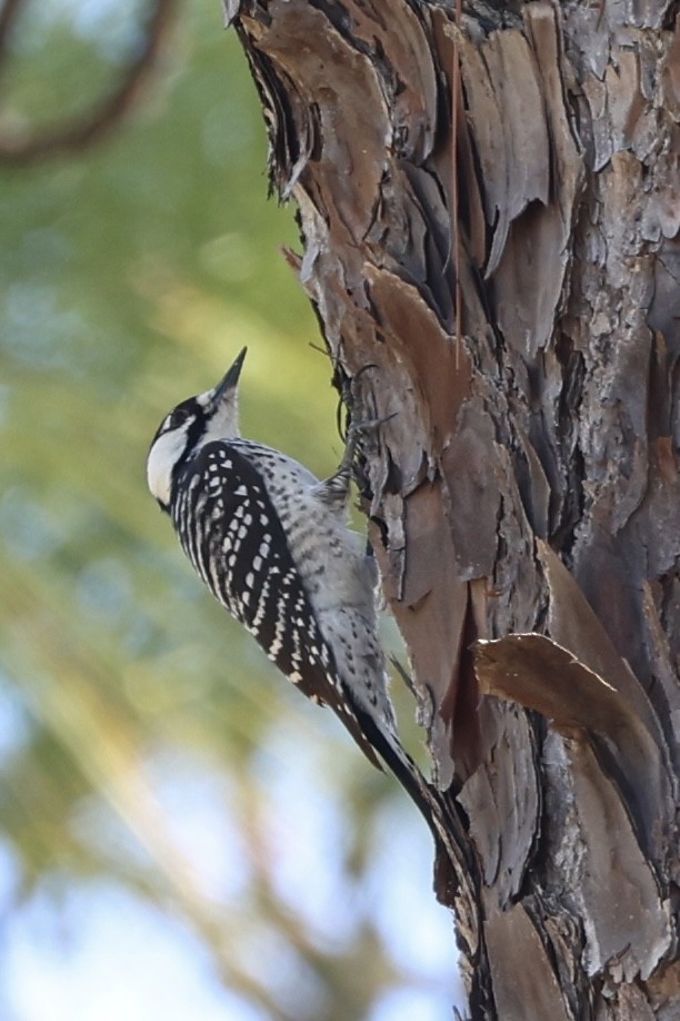 Red-cockaded Woodpecker - ML644711292