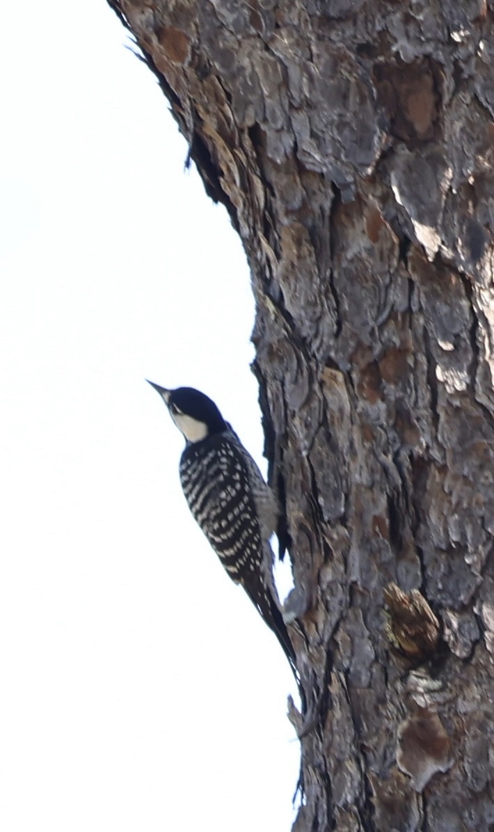 Red-cockaded Woodpecker - ML644711293